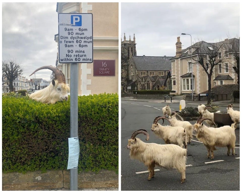 chèvres en ballade au Pays de Galles